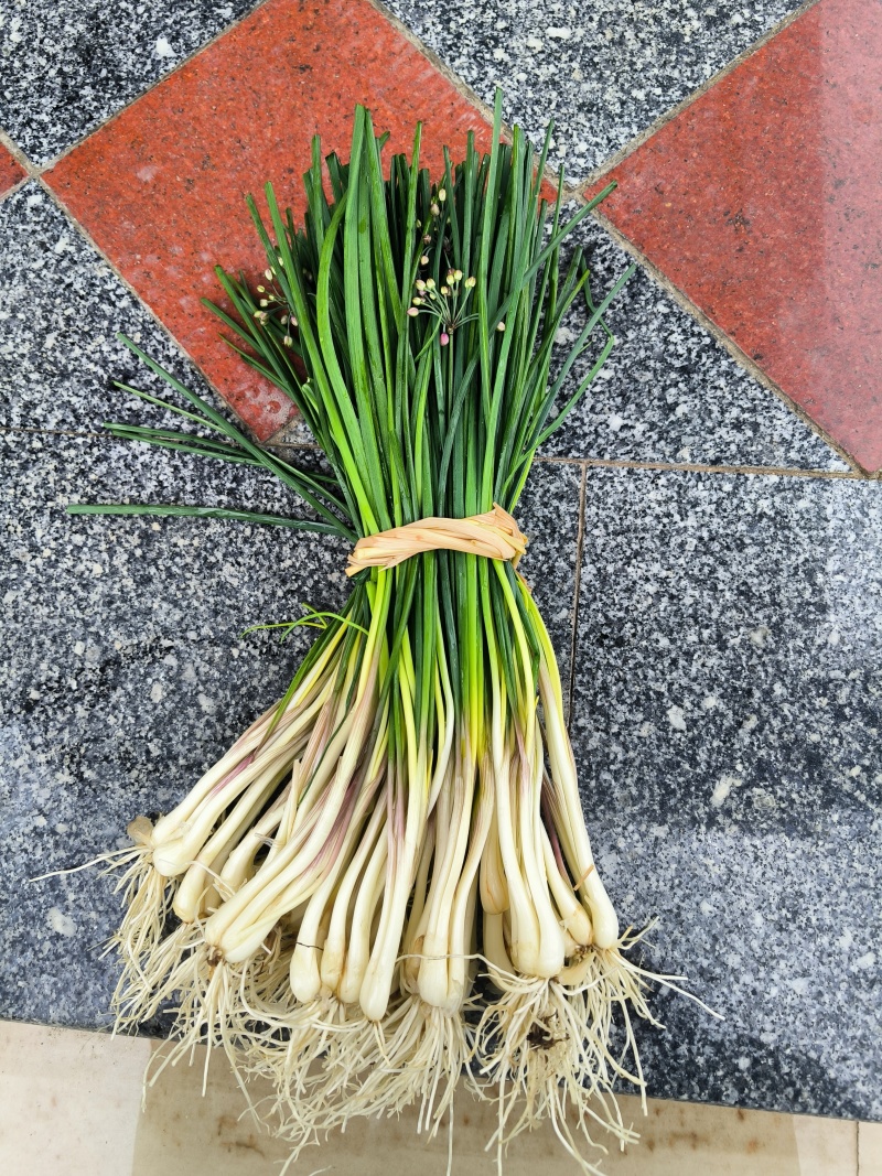 精品早荞苗，荞头