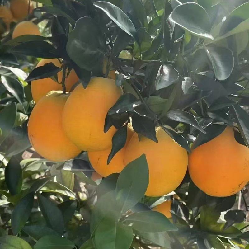 脐橙，红橙