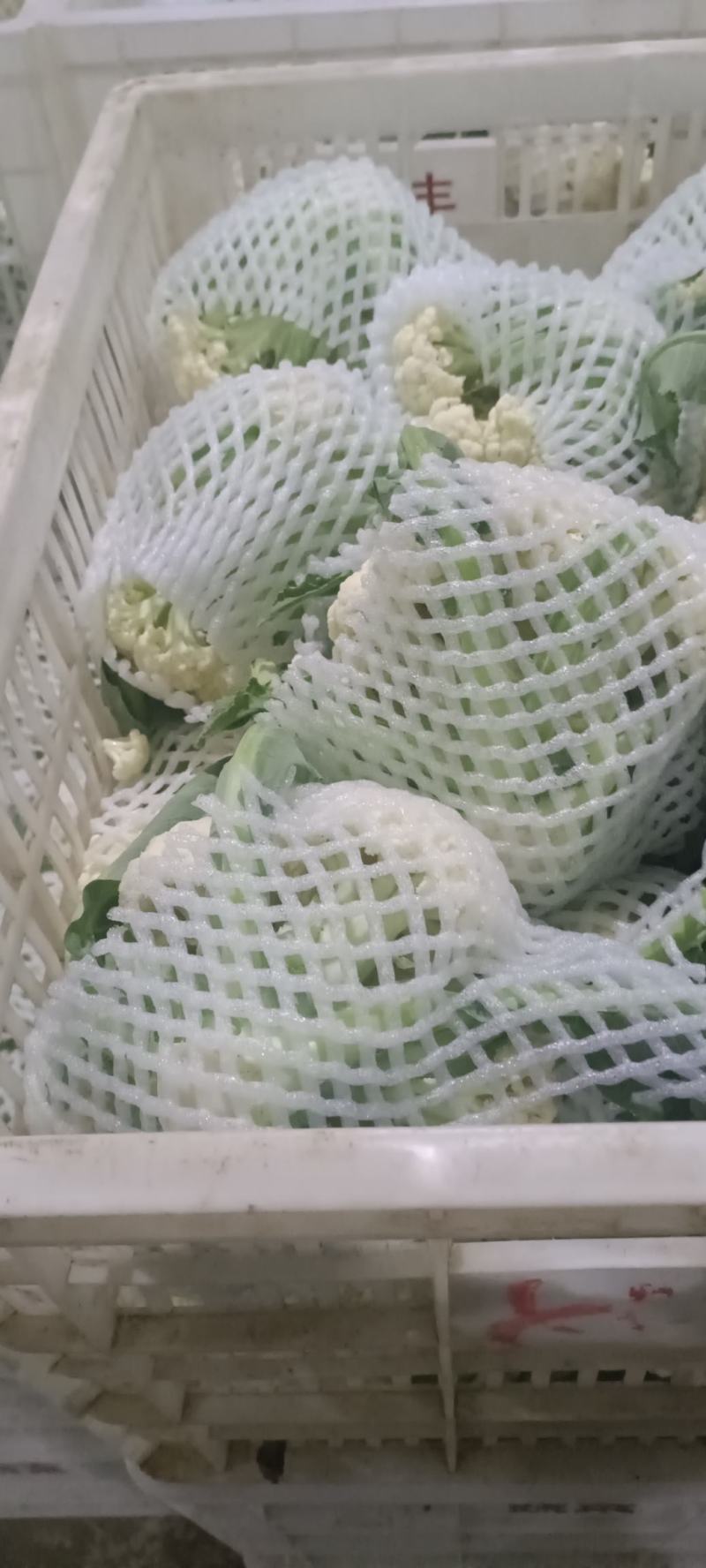 青梗精品有机花菜货源足，全国发货质量好，支持视频看货