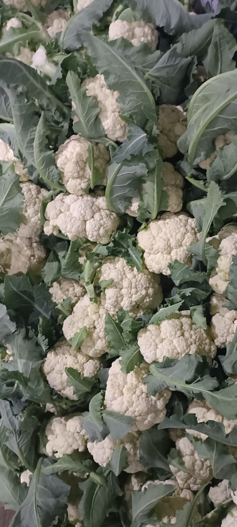 青梗精品有机花菜货源足，全国发货质量好，支持视频看货