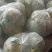 青梗精品有机花菜货源足，全国发货质量好，支持视频看货