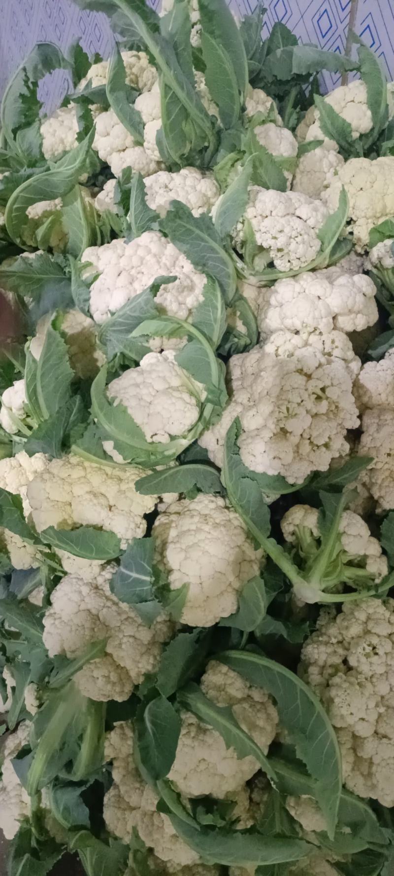 青梗精品有机花菜货源足，全国发货质量好，支持视频看货