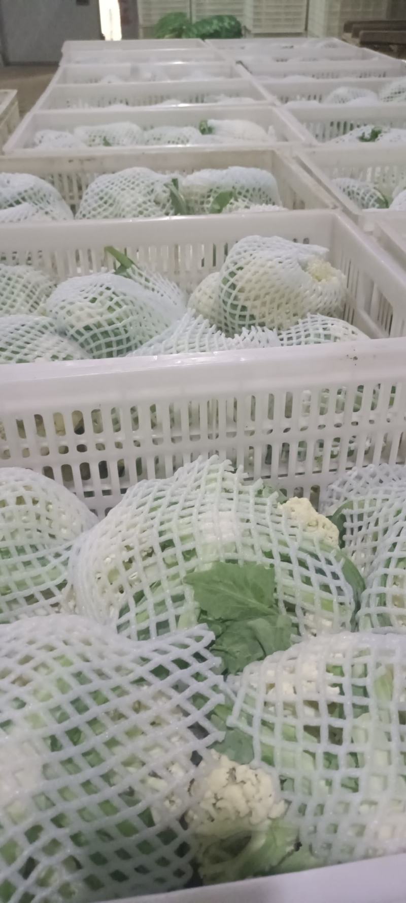 青梗精品有机花菜货源足，全国发货质量好，支持视频看货