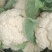 青梗精品有机花菜货源足，全国发货质量好，支持视频看货