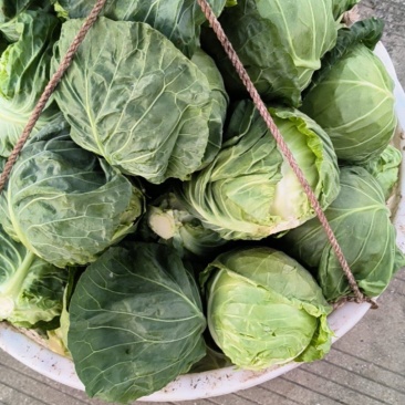 甘蓝菜