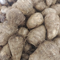 毛芋头8520系列现挖现装沙土地万亩毛芋头出货物美价廉