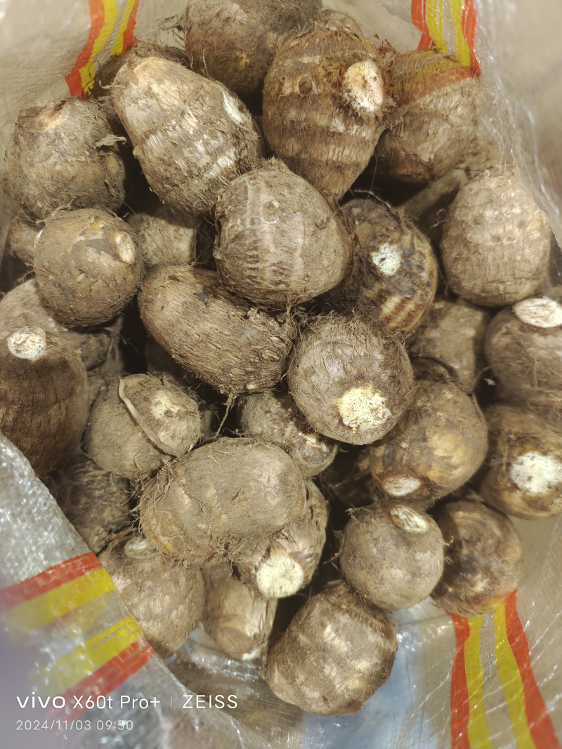 毛芋头8520系列现挖现装沙土地万亩毛芋头出货物美价廉