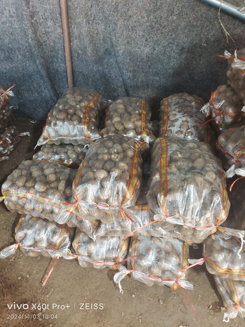 毛芋头8520系列现挖现装沙土地万亩毛芋头出货物美价廉