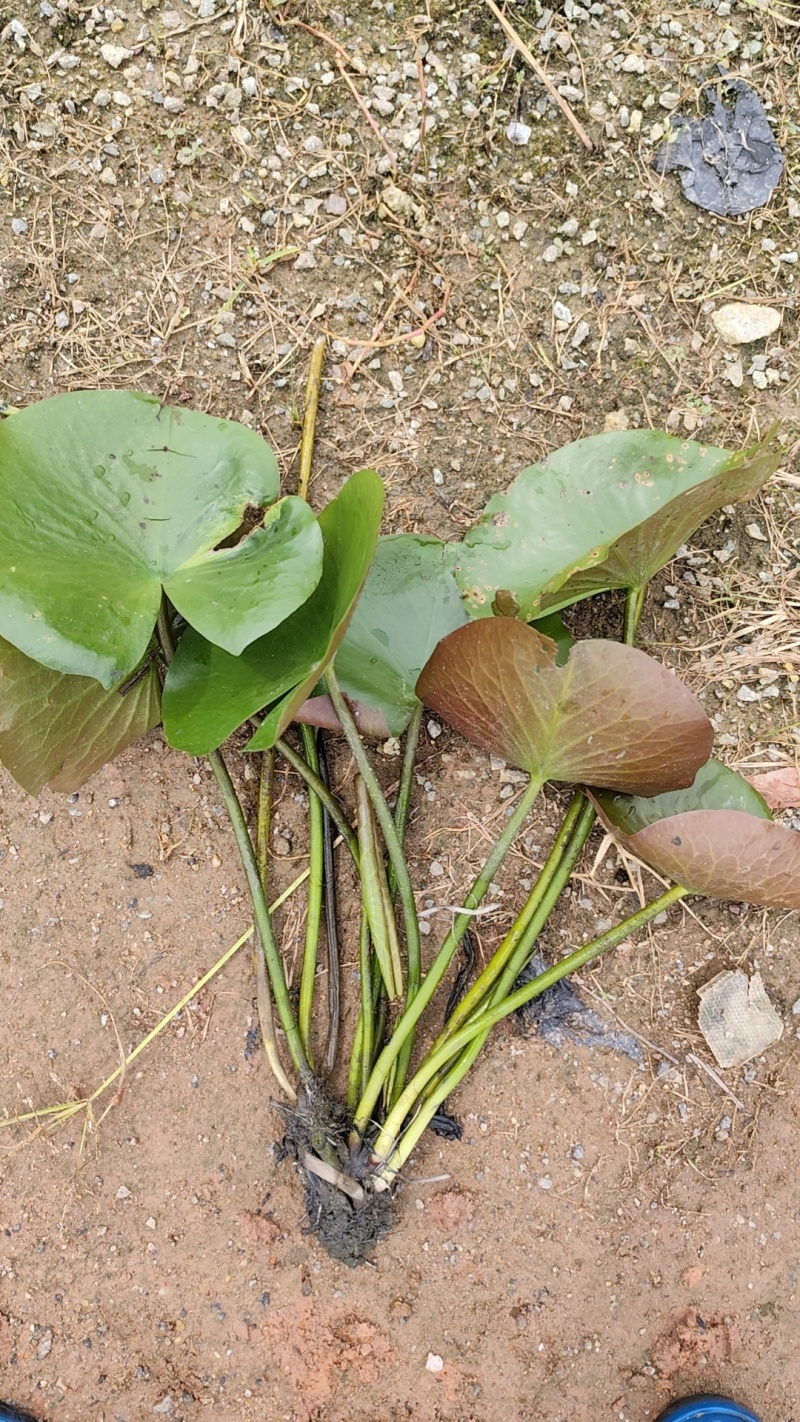 睡莲