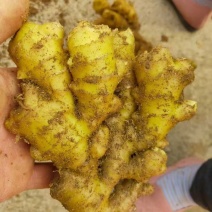 【推荐】生姜大小黄姜水洗风干电商货都有一手货源实力