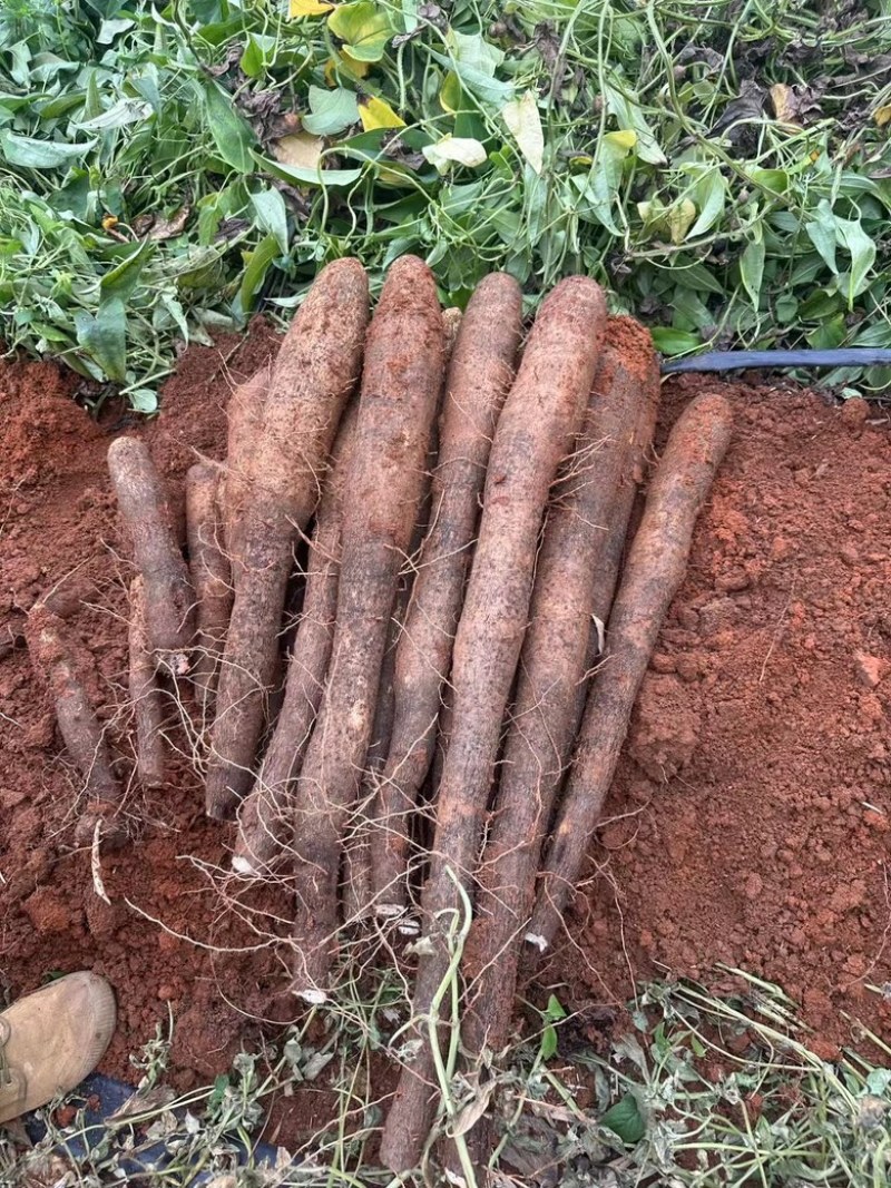 【黑鬼淮山药】广西基地直供质量保证货源充足全国发货