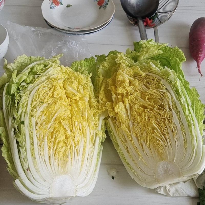 大白菜