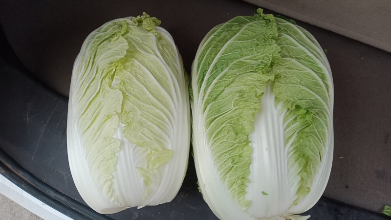 大白菜