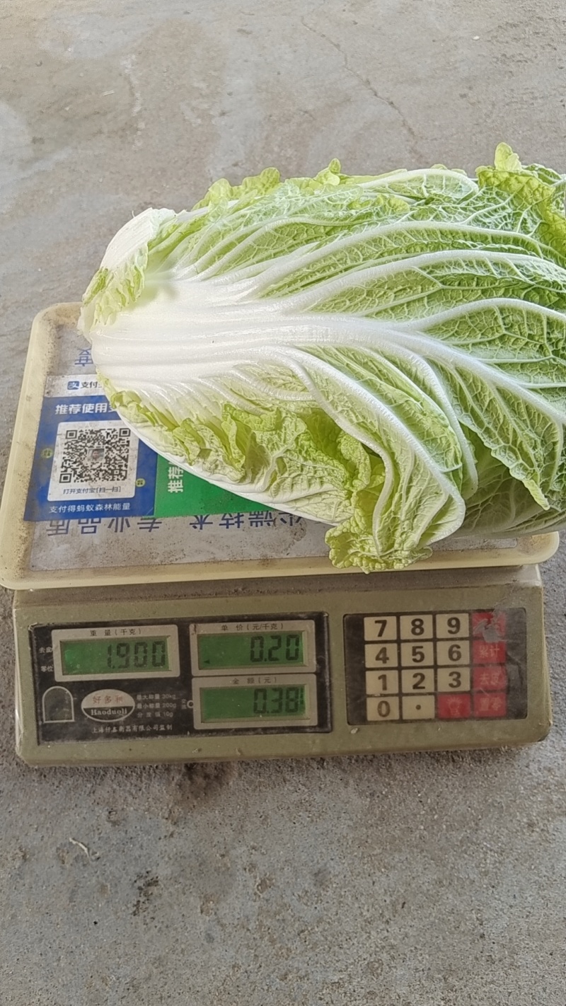 大白菜