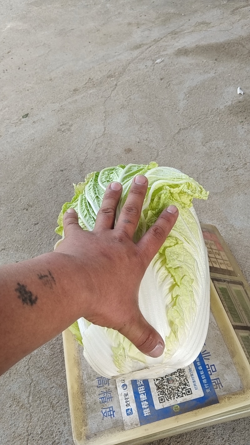 大白菜