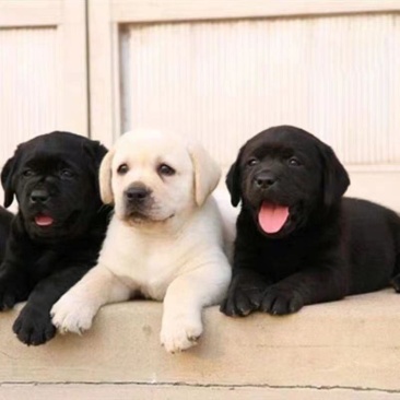 拉布拉多幼犬