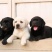 拉布拉多幼犬