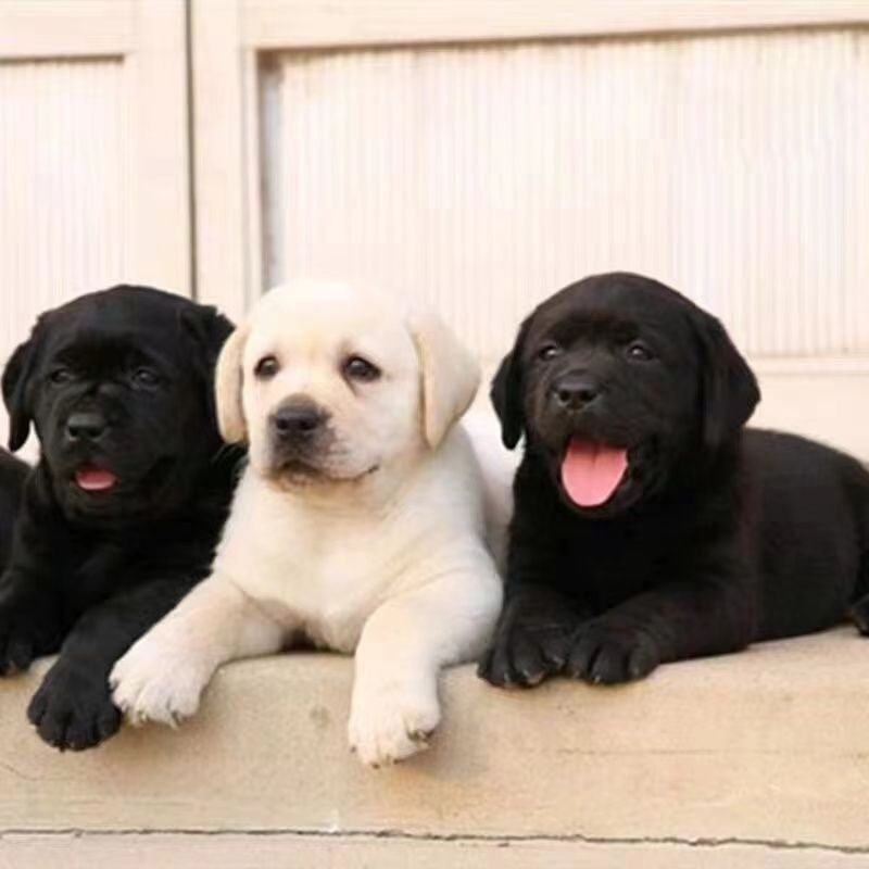 拉布拉多幼犬