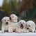 拉布拉多幼犬