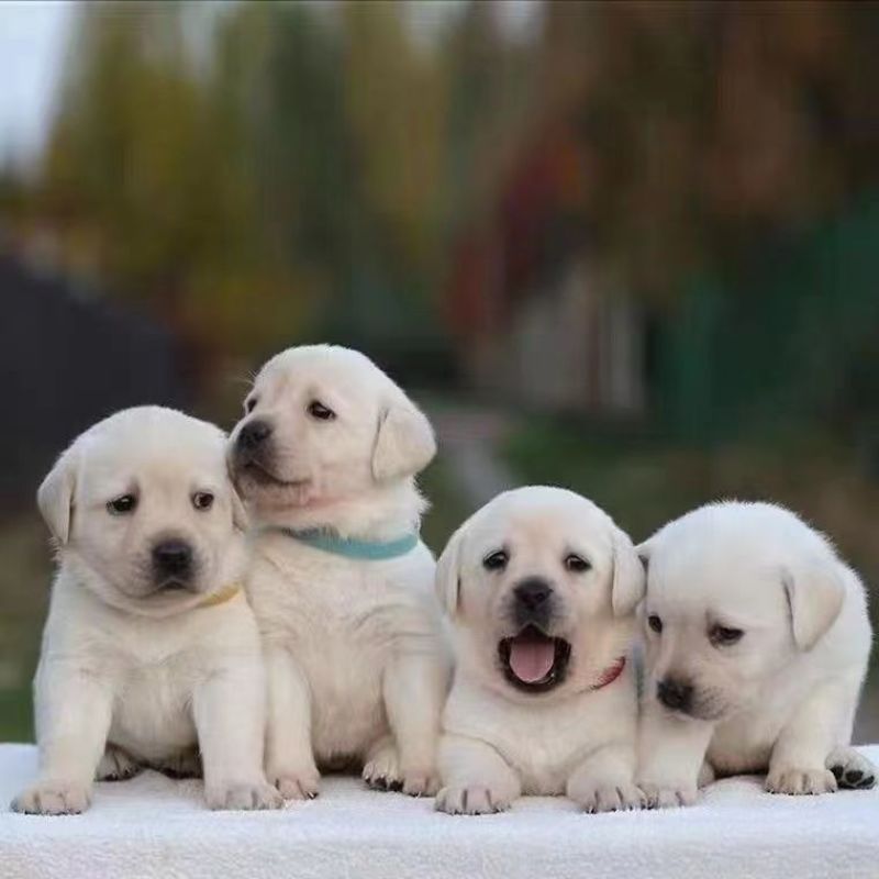 拉布拉多幼犬
