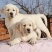拉布拉多幼犬