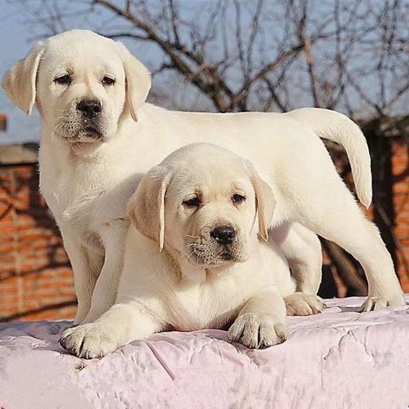 拉布拉多幼犬