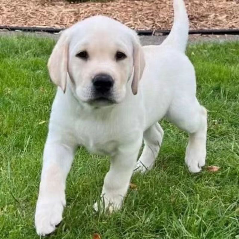 拉布拉多幼犬