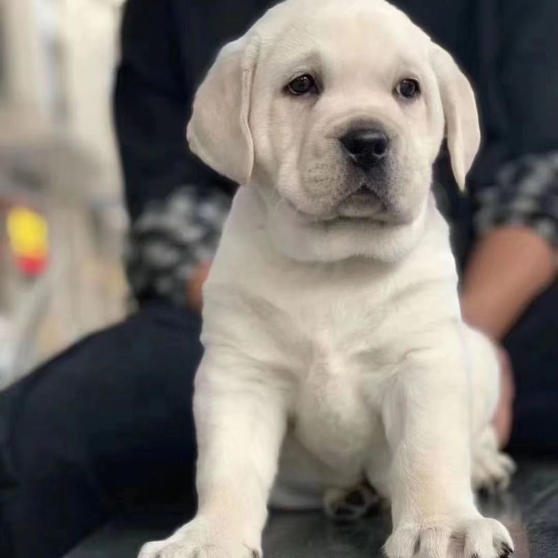 拉布拉多幼犬