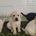 拉布拉多幼犬