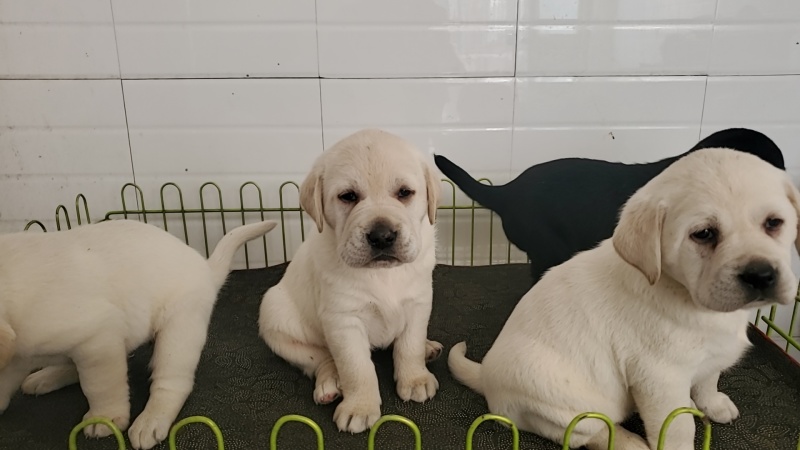 拉布拉多幼犬