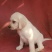 拉布拉多幼犬