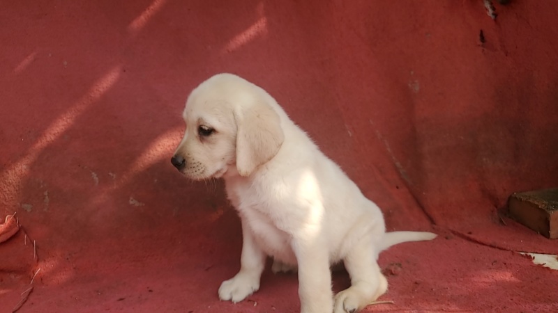 拉布拉多幼犬