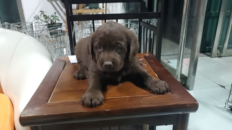 拉布拉多幼犬