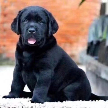 拉布拉多幼犬中大型犬大骨架纯种防疫齐全送三件套