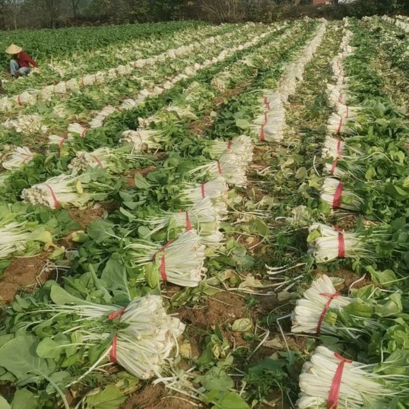 箭杆白