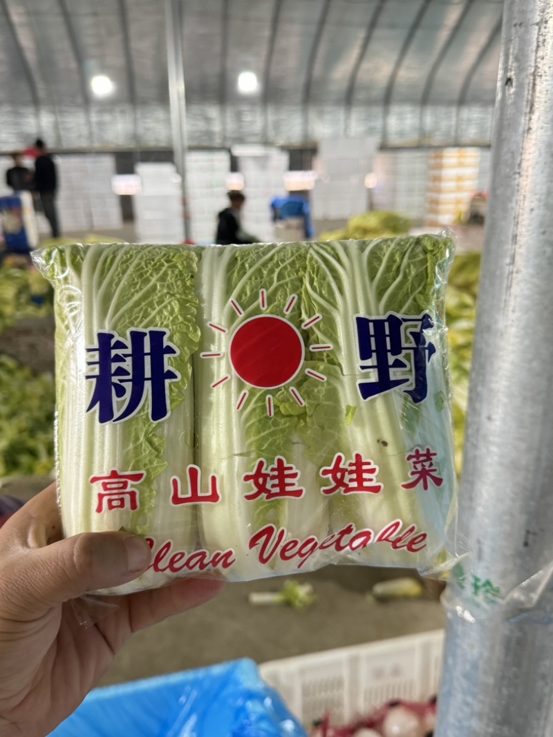 河南精品娃娃菜，对接电商货、市场货、超市生鲜配送
