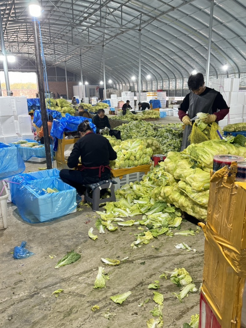 河南精品娃娃菜，对接电商货、市场货、超市生鲜配送