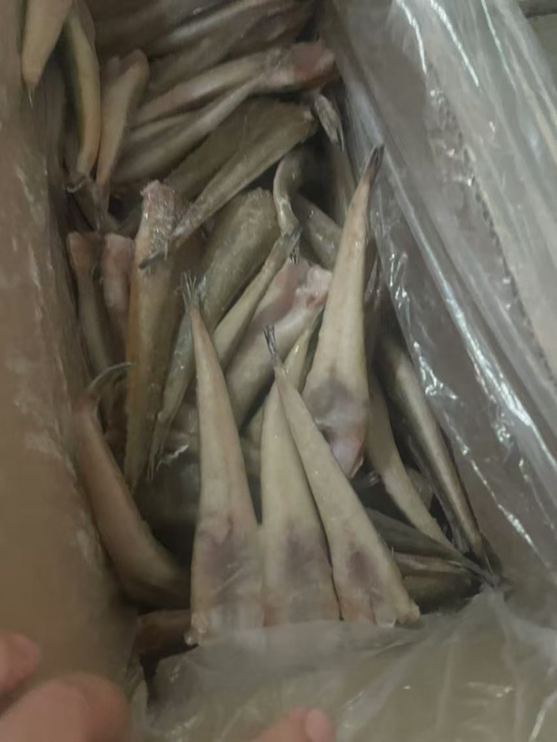 三去牛尾鱼营养丰富肉质鲜美口感爽滑出肉率高产地直发