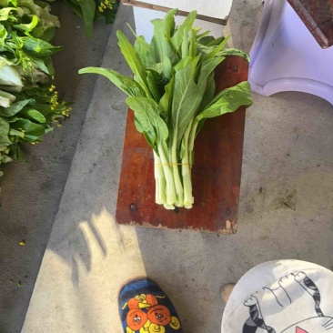 湖北精品白菜苔红菜苔现货，欢迎长期合作。