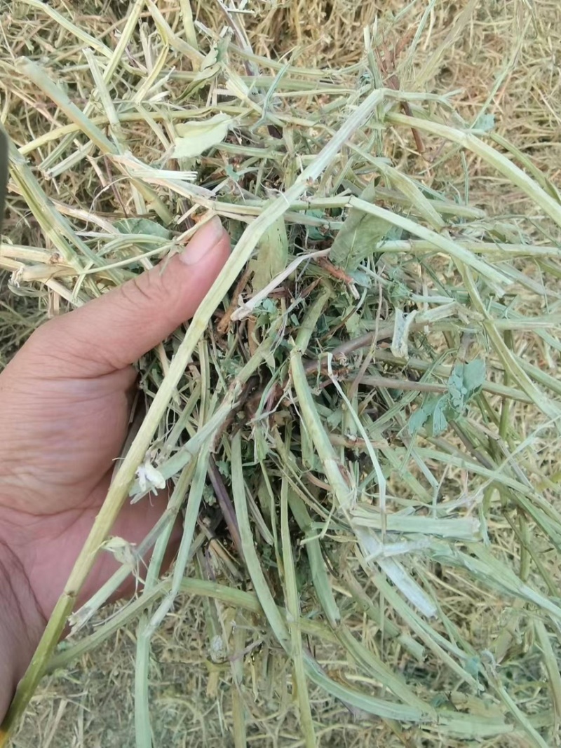 花生秧草料大量批发袋子或者压块无土无膜无霉变
