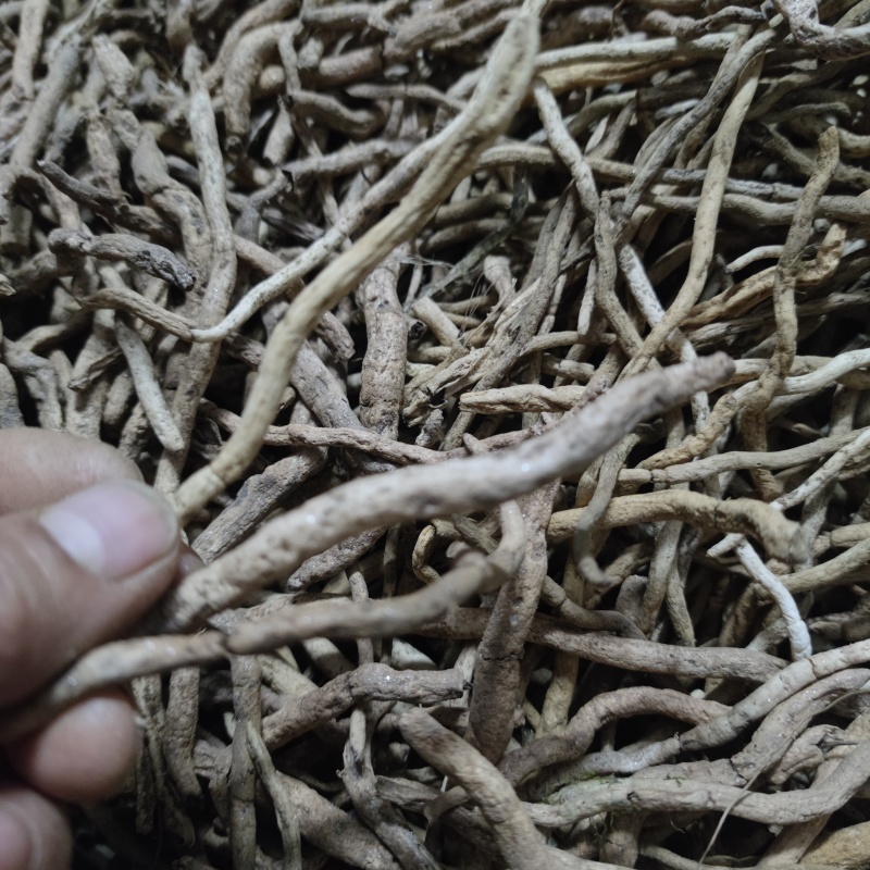 兰花草根土续断兰根幽兰根白净鲜货山货中草药包邮发货