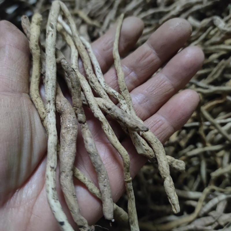兰花草根土续断兰根幽兰根白净鲜货山货中草药包邮发货