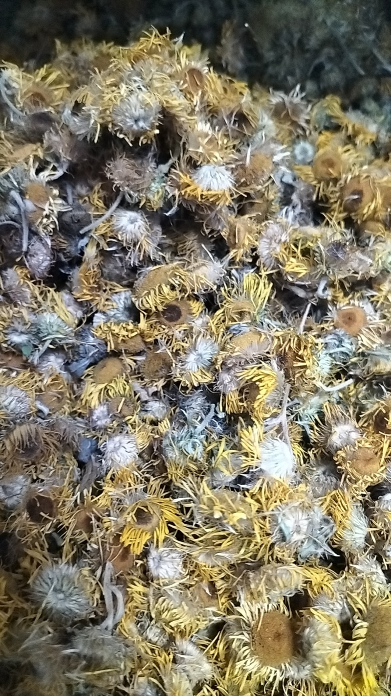 旋覆花，干度好，保证质量，产地直发，一手货源
