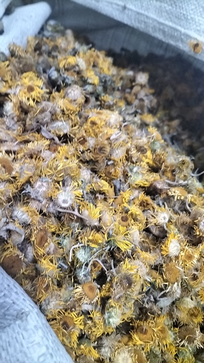 旋覆花，干度好，保证质量，产地直发，一手货源