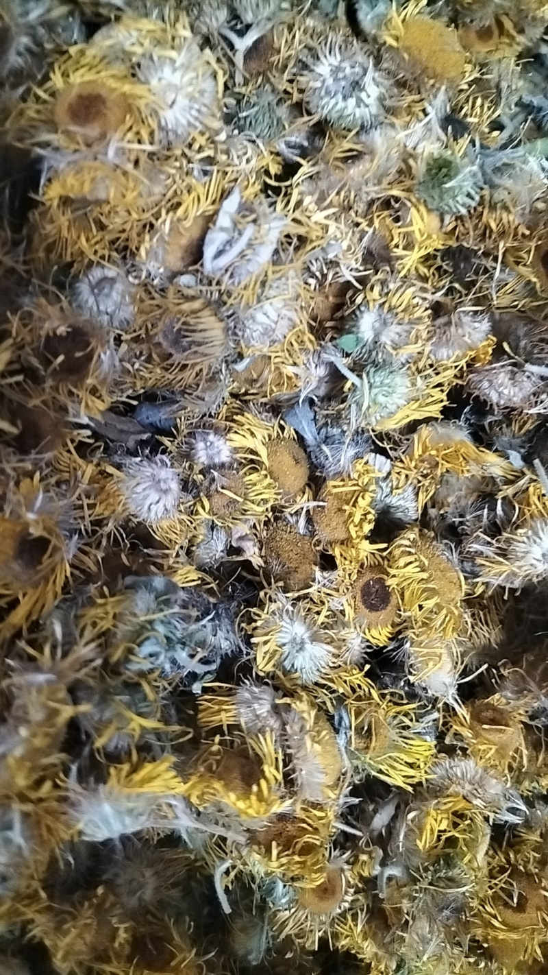 旋覆花，干度好，保证质量，产地直发，一手货源