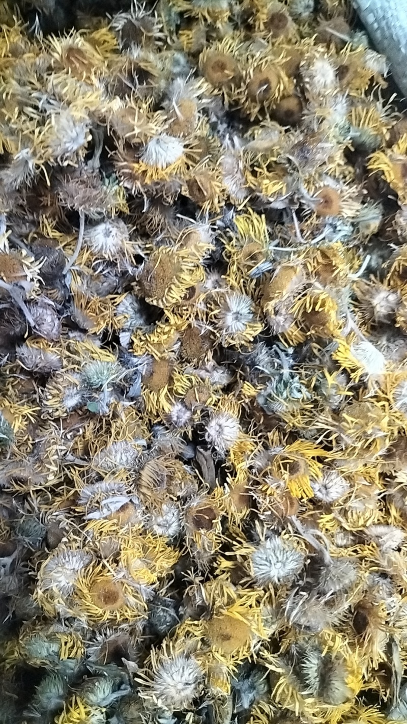 旋覆花，干度好，保证质量，产地直发，一手货源