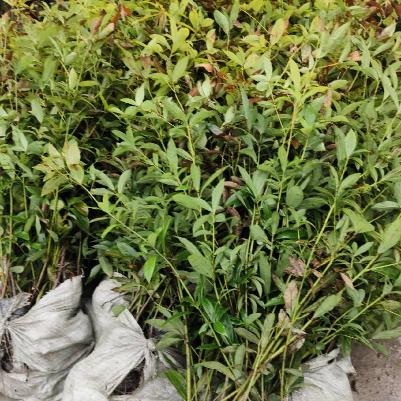 金丝楠木苗