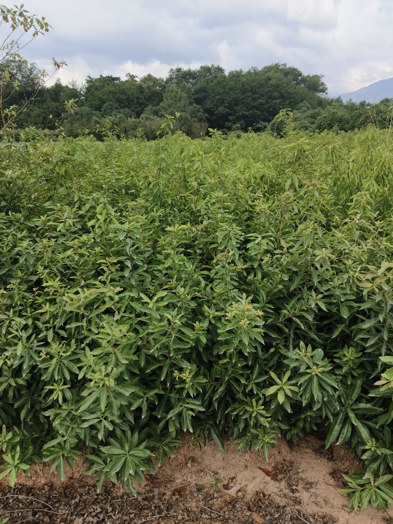 金丝楠木苗