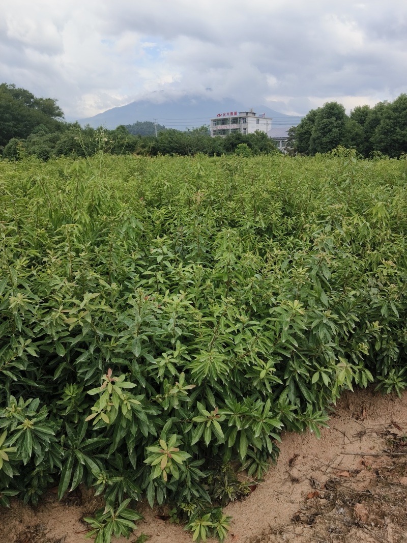 金丝楠木苗