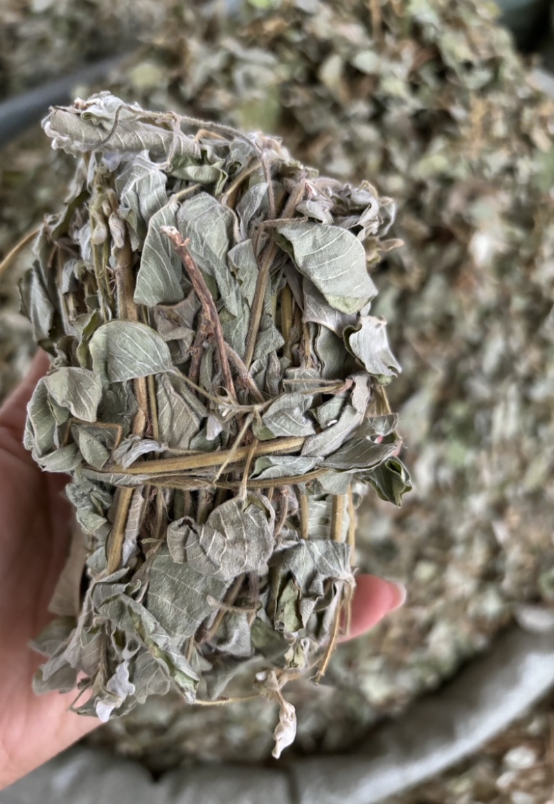批发零售中药材金钱草新货一斤起发量大从优